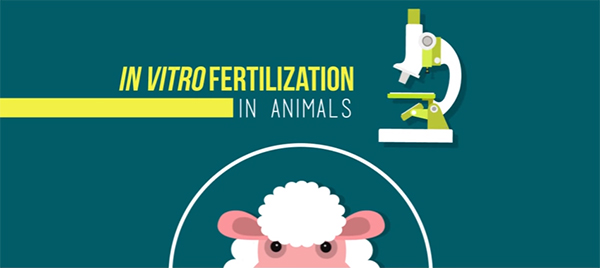 Вспомогательные репродуктивные технологии в животноводстве