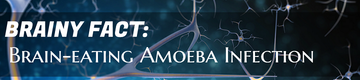 Факты о мозге: Амеба, уничтожающая мозг