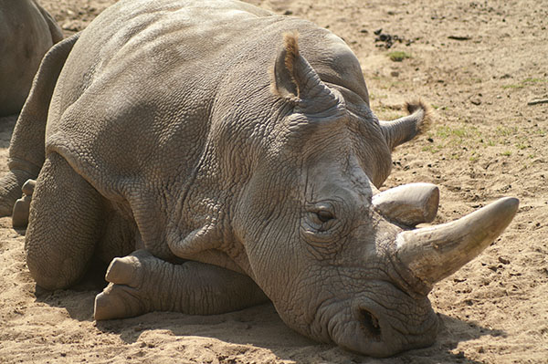 Использование ЭКО и стволовых клеток в рамках спасения северного белого носорога от вымирания