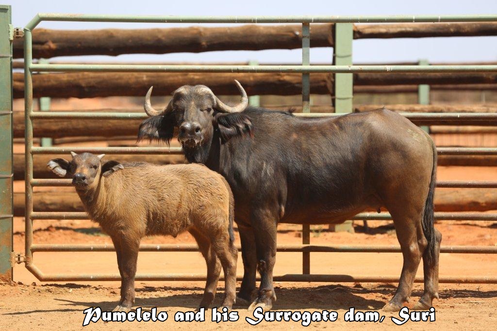 Первый в мире теленок африканского черного буйвола появился после ЭКО